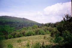 NE541C1